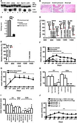 Streptococcal Endo-β-N-Acetylglucosaminidase Suppresses Antibody-Mediated Inflammation In Vivo